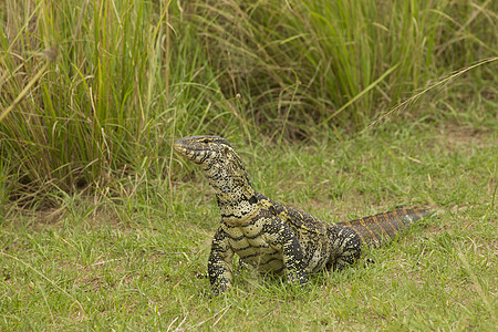 尼罗河巨蜥乌干达穆尔奇松瀑布公园图片