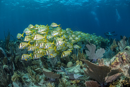 珊瑚礁的潜水者阿拉克兰斯坎佩切墨西哥图片