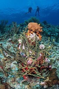 探索珊瑚礁生命多样阿拉克兰斯坎佩切墨西哥图片