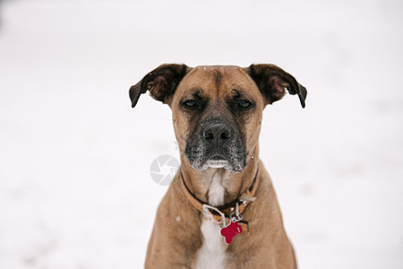 雪中宠物狗图片