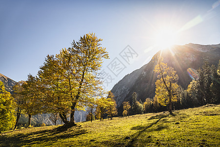 日出时山上的树木奥地利图片