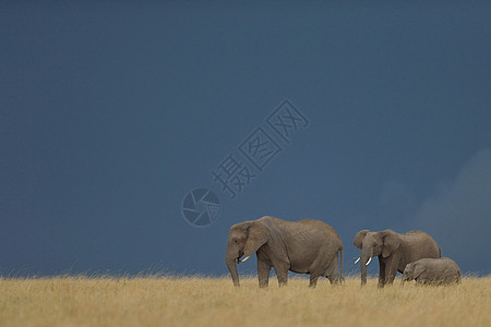 非洲小型大象图片