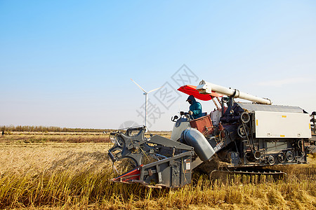 芒种秋季稻田里的收割机背景