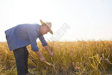 夕阳下田野里农民收割水稻图片