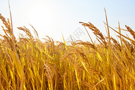 随风起伏的水稻稻穗图片