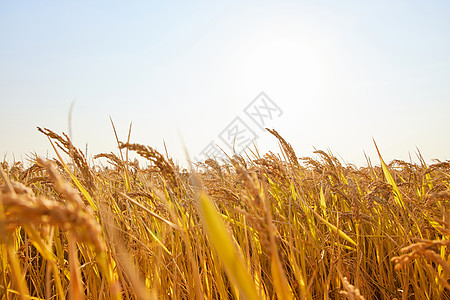 秋季水稻稻穗图片