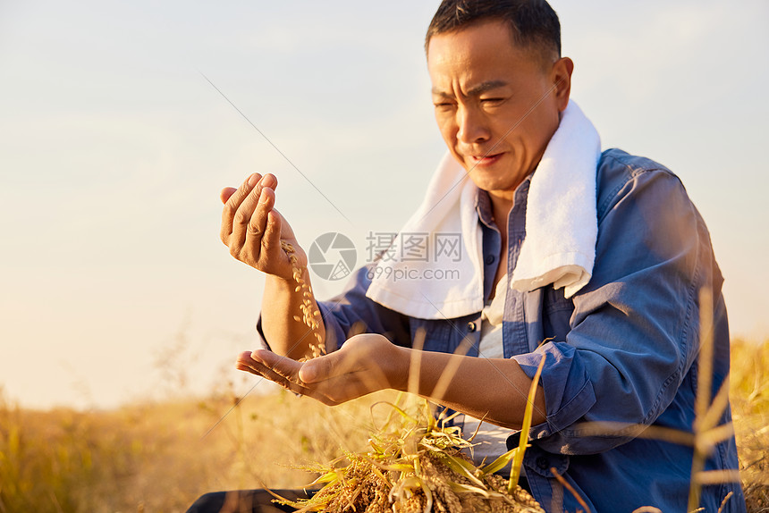 农民田野里采集稻穗图片