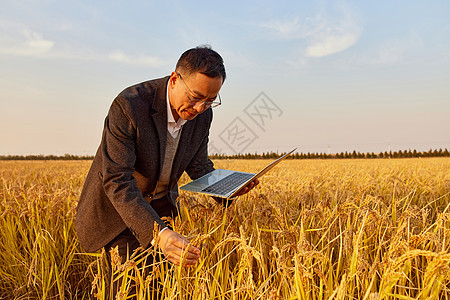 在稻田里研究农作物的农业科研专家图片
