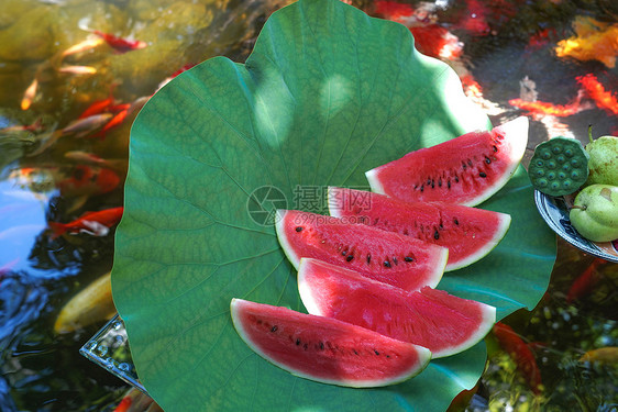 夏日池塘上的西瓜图片