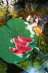 中国锦鲤池塘上的清凉西瓜背景