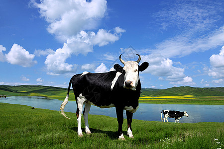 母牛响铃夏日草原上的母牛背景