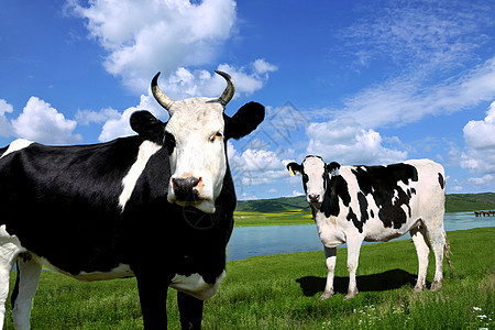 夏日草原上的奶牛图片