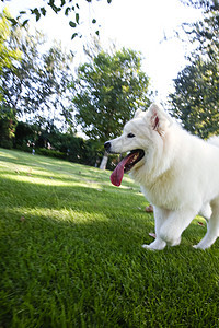 动物白昼萨摩犬狗图片