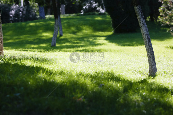 植物繁盛树园林草地图片