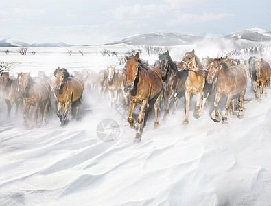 地理风雪中奔跑的马群背景