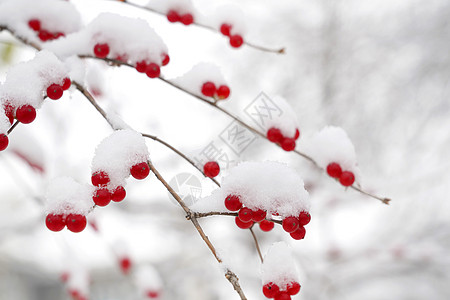 大寒节气二十四节气乔木红色雪后的金银木果实背景