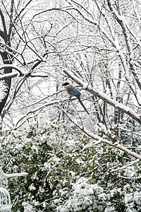 下雪后的湖边和山上风景高清图片