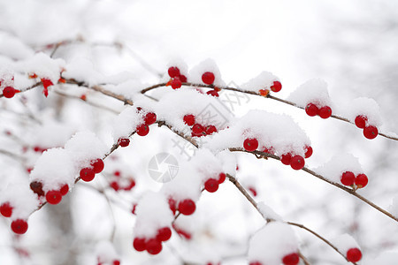 下雪后的湖边和山上风景图片