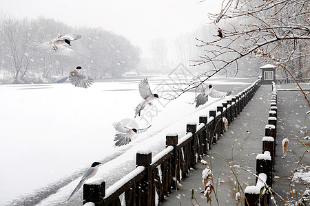 风景灰色下雪后的湖边和山上风景背景