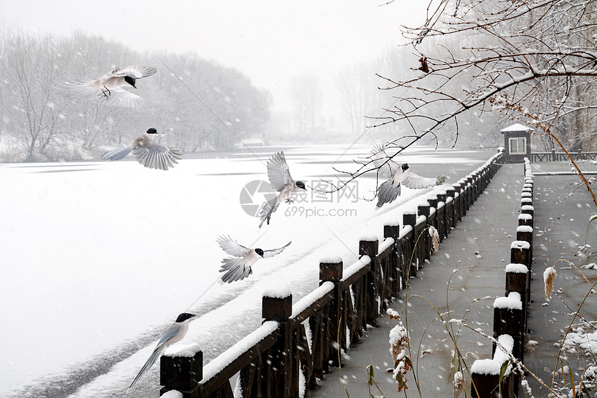 下雪后的湖边和山上风景图片