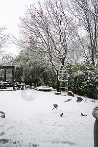 冬至雪景下雪后的湖边和山上风景背景