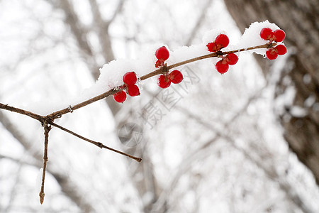 下雪后的湖边和山上风景高清图片