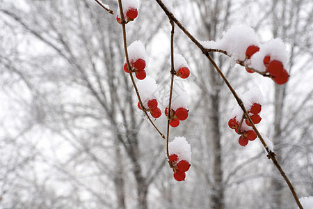 树枝和红色果实下雪后的湖边和山上风景背景