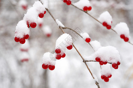 下雪后的湖边和山上风景图片