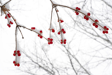 立冬二十四节气环境大雪后的景象图片