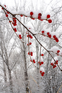 冷背景立冬二十四节气环境大雪后的景象背景