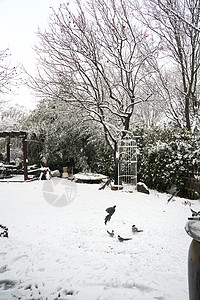 景观风景树灌木立冬二十四节气环境大雪后的景象背景