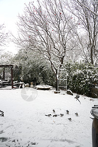 立冬二十四节气环境大雪后的景象图片