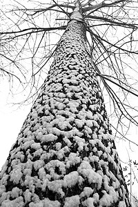 立冬二十四节气环境大雪后的景象图片