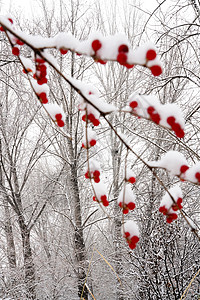 立冬二十四节气环境大雪后的景象图片