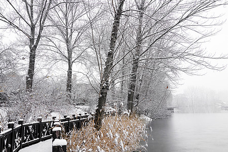 立冬二十四节气环境大雪后的景象图片