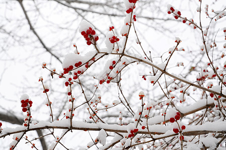 小寒节气立冬二十四节气环境大雪后的景象背景