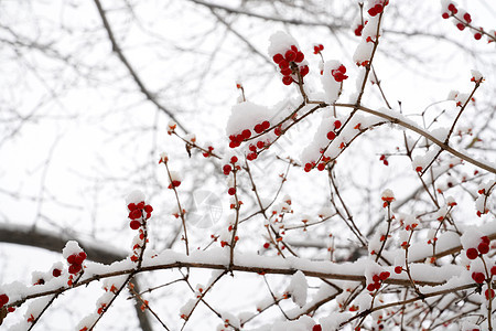 立冬二十四节气环境大雪后的景象图片