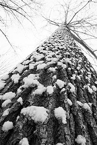 立冬二十四节气环境大雪后的景象图片