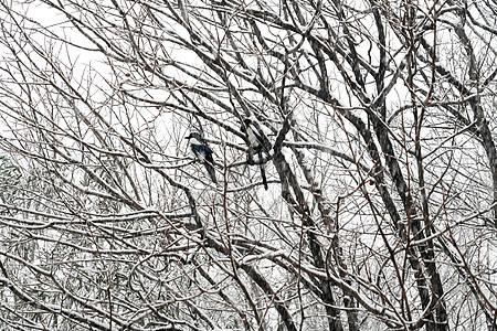 立冬二十四节气环境大雪后的景象图片