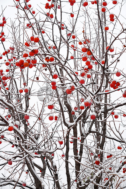 雪中的柿子树图片