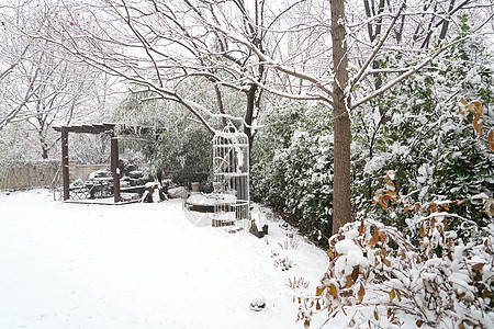 景观风景树灌木被雪覆盖的树木背景