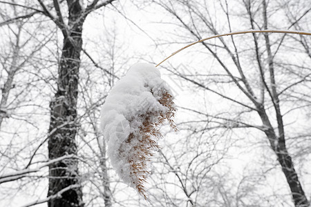 冬至雪景被雪覆盖的树木背景