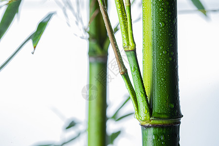 竹林文化竹子图片