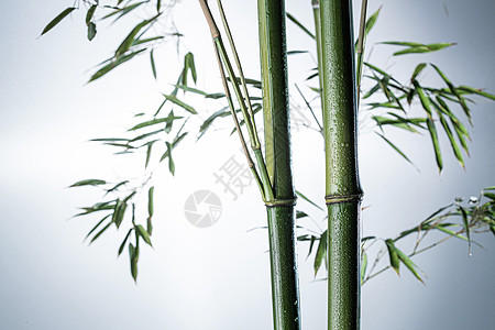 叶子水滴东亚传统文化竹子雾色中的竹林背景
