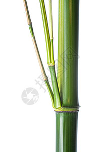 竹竿文化自然竹子图片
