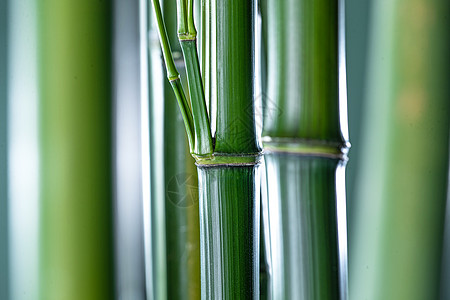 园艺白昼图片视觉效果竹子图片