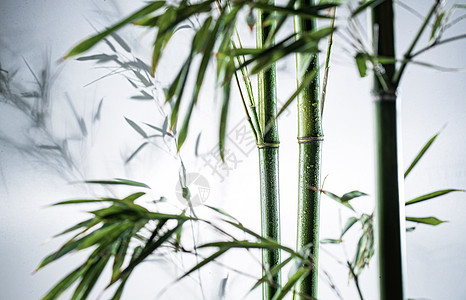 水珠效果图片视觉效果意境自然美雾色中的竹林背景