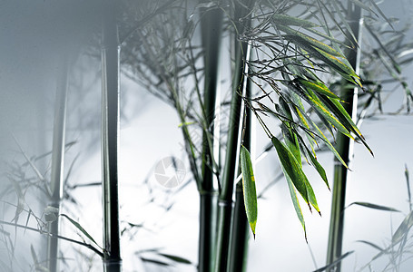 树林白昼美景雾色中的竹林图片