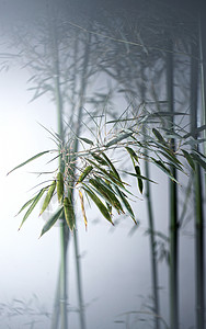 枝无人选择对焦雾色中的竹林图片