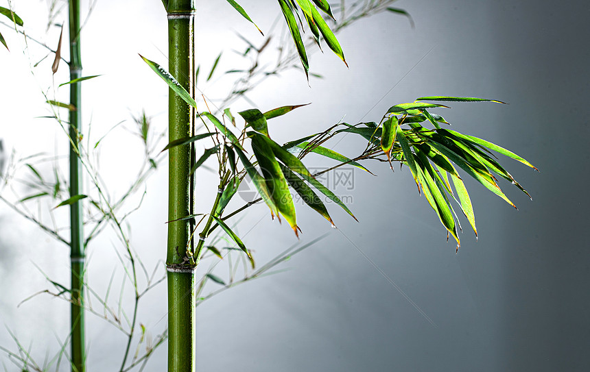 美景文化图片视觉效果雾色中的竹林图片